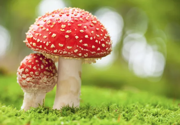 Amanita muscaria 1