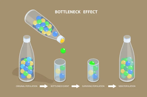 Bottleneck effect 2