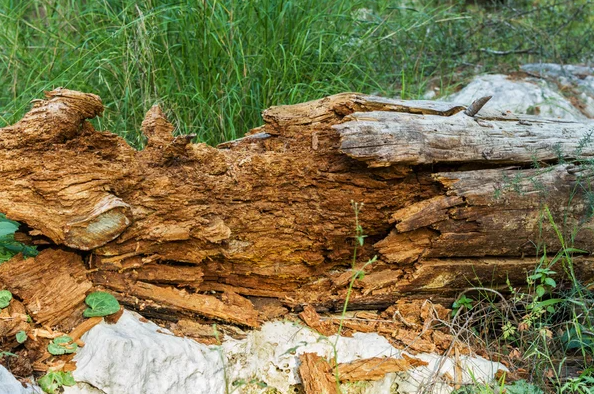 Decomposers 2